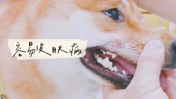 秋田犬好养吗知乎:秋田犬好养吗初养者必看 秋田犬，柴犬，萨摩耶.这3种狗哪种好些？