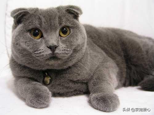 为什么猫咪能缩在小盒子里面:猫养在纸箱子里，然后把猫粮和猫砂放在纸箱里面，这样可以不？