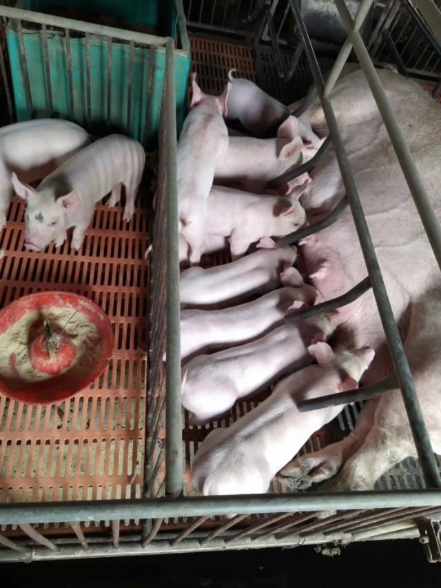 泰国小香猪怕冷吗:小香猪它主要吃什么食物？