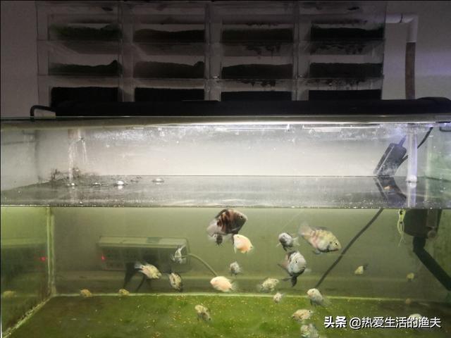 鹦鹉鱼繁殖:迷你鹦鹉鱼有几种颜色，该怎么养？