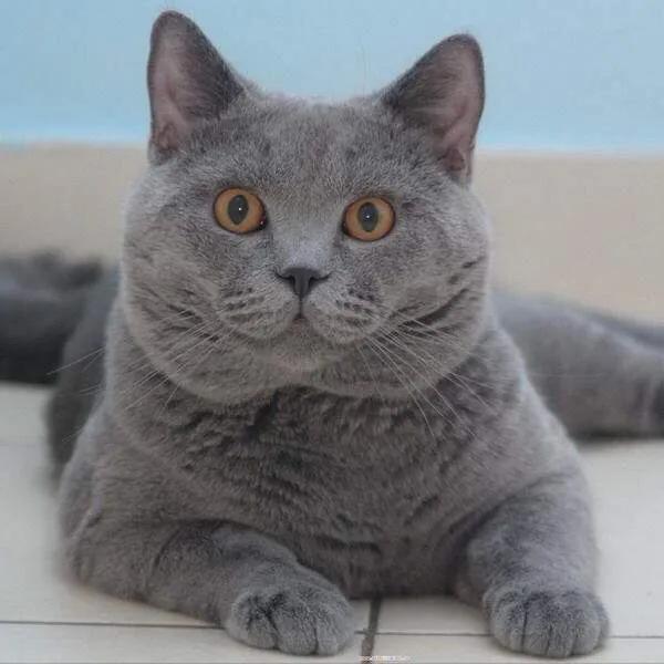 猫瞳孔颜色的代表:有关猫的眼睛冷知识有哪些？
