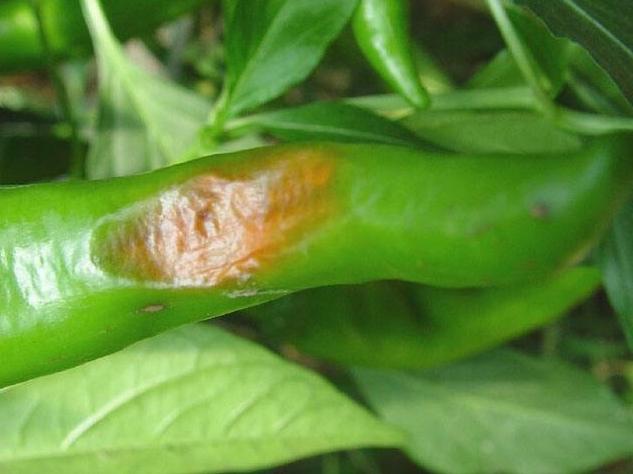 辣椒软腐病怎么防治?