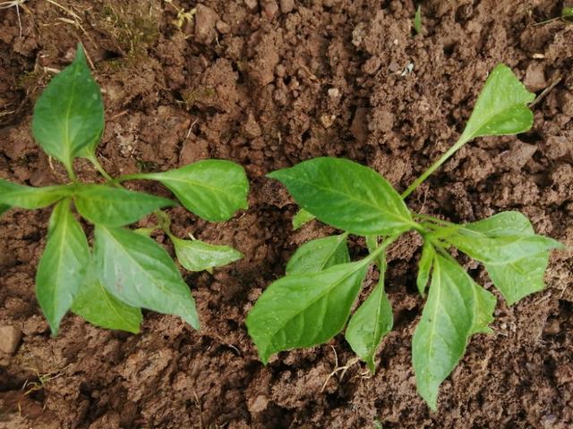 鸟眼辣椒哪里有卖:辣椒如何种植才生长的好？需要注意些什么？