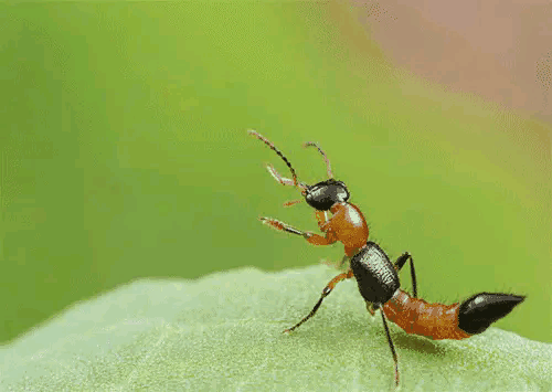白蜱虫叮咬后伤口图片:被蜱虫叮咬后，如何安全取下蜱虫？