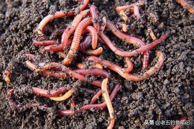 可以钓鱼红虫怎么养:红虫钓饵一年到头都可以用吗？