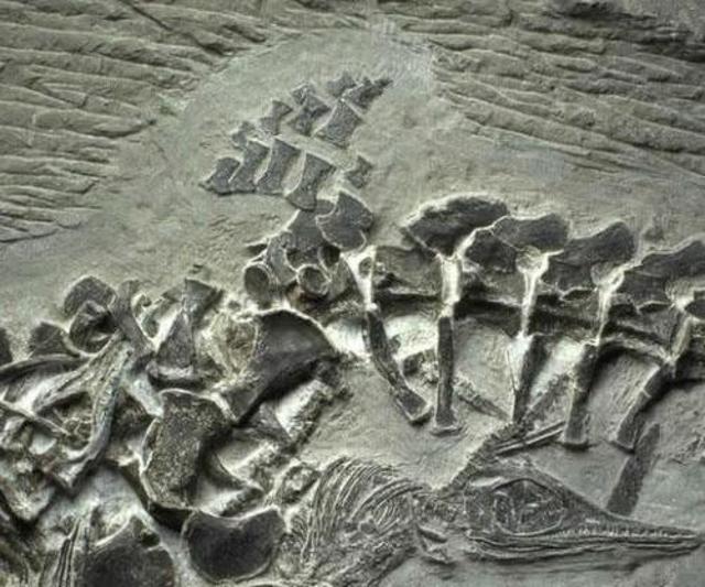 2000万年前化石树:38亿年前的人骨化石已被发现，地球生物史到底是怎样的？