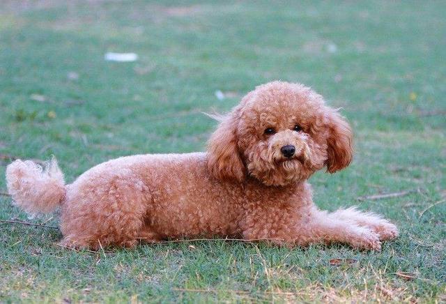 狗狗罚站视频:你家的泰迪犯错后会有哪些经典的反应？