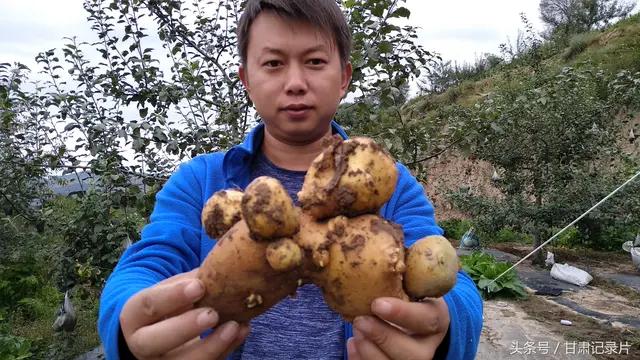 市面上的土豆越来越大，究竟和膨大剂有没有关系？你会吃吗？插图14