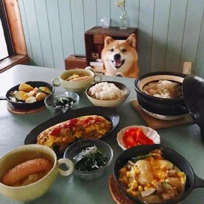 宠物护理:怎么做好宠物美容护理店营业的准备工作？