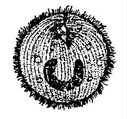 金鱼身上长白点怎么才能好:金鱼得了白点病怎么治疗？ 金鱼身上长白色小水泡怎么治