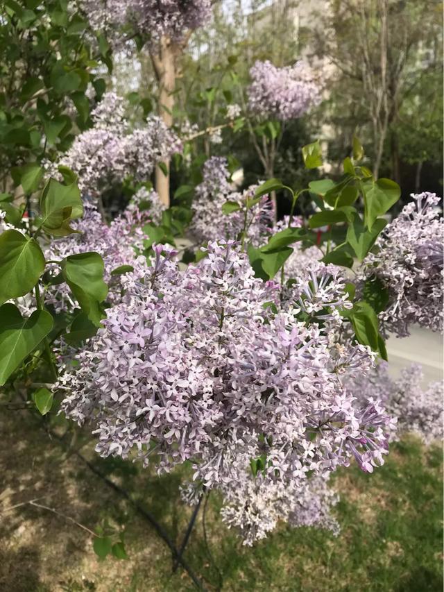 劲草娇花:家长教育孩子是培优还是补缺好