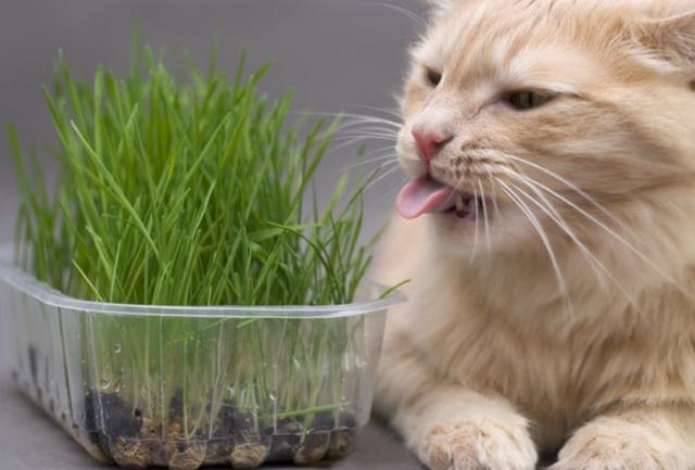 猫草:化毛膏和猫草有什么区别？