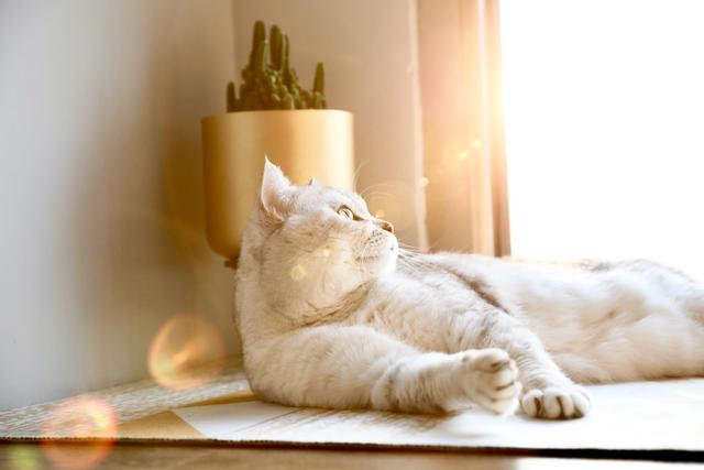 请问这是什么猫？