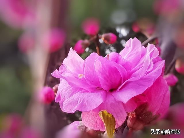 紫娇花:夏天有什么值得拍摄的奇花奇卉？