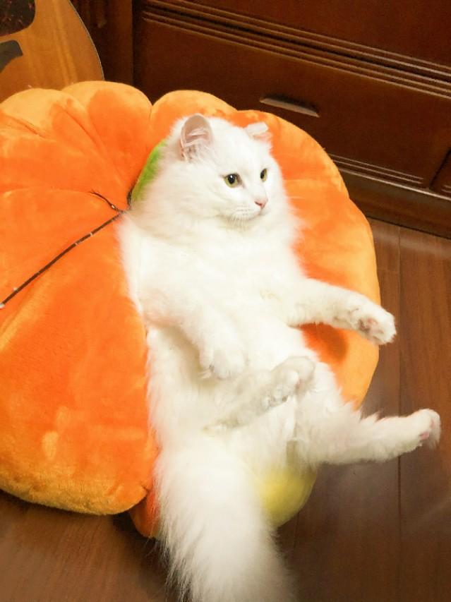 好家猫:这种猫叫什么？品相如何？