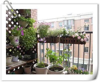 阳台养什么花耐养，种什么花在阳台会有阵阵清香