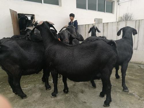 黑鳘鱼市场价格:我有一枚坐洋现在值多少钱？ 黑鳘鱼市场价格
