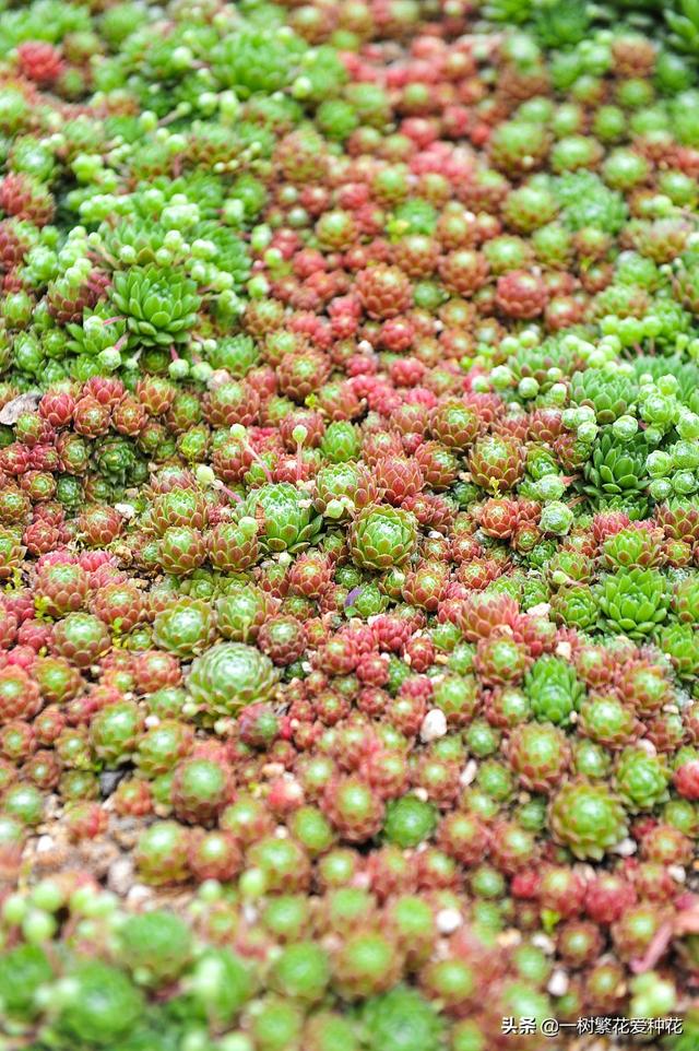 多肉和仙人球怎么浇水:给多肉浇水的秘诀是什么？