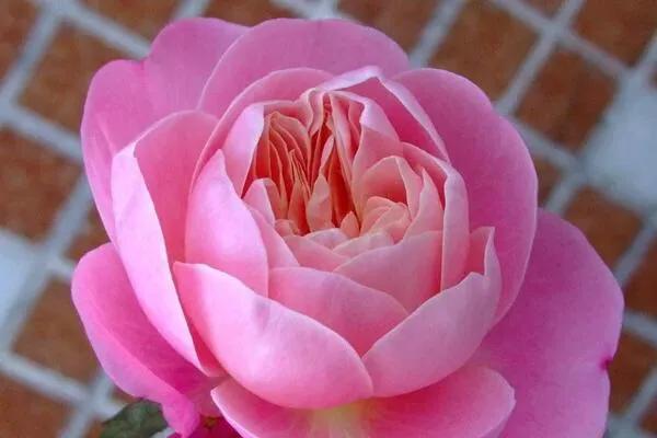 最香的几款月季品种是什么？插图144