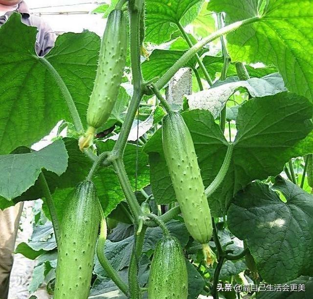 春季养生食物蔬菜,春季时,有哪些蔬菜可以种(春季可以种什么菜最合适)