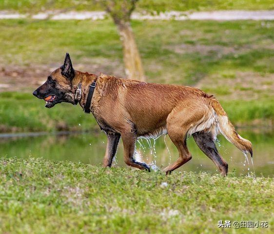 马里努阿犬贴吧:为什么饲养马犬的人越来越少呢？