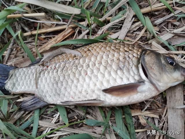头条问答 在钓鱼界 一个有争议的问题 鱼是听力好 还是视力要更好一点 乡民小罗的回答 0赞