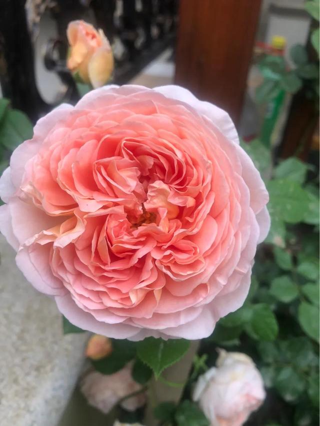 最香的几款月季品种是什么？插图2