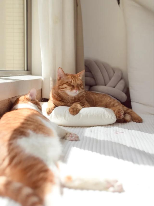 马鞍山宠物猫免费领养:领养一只猫好，还是买一只猫好？