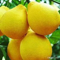 全国哪里的柚子最好吃，中国柚子的生产大省是哪个省