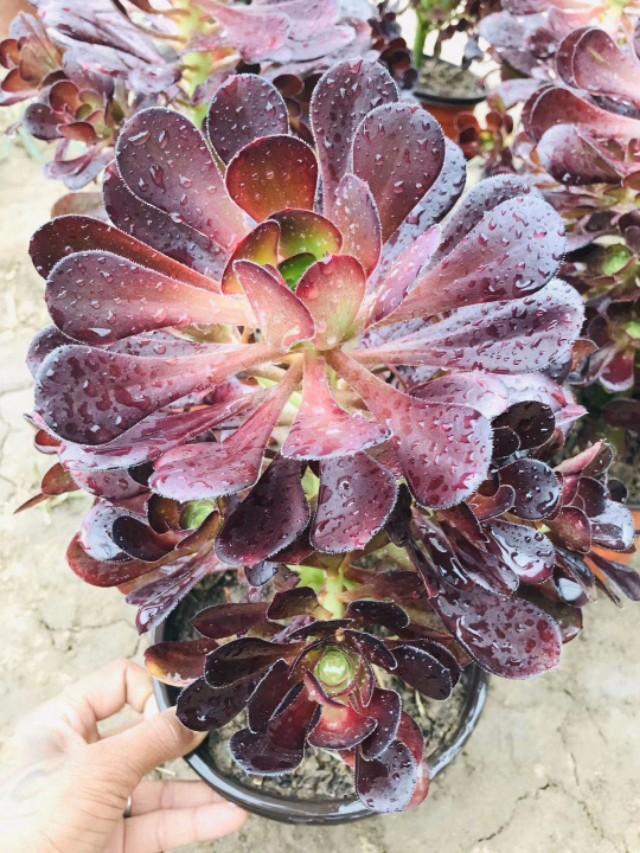 翡翠景天几天浇一次水:多肉植物浇水多久浇一次,每次都需要浇透吗？