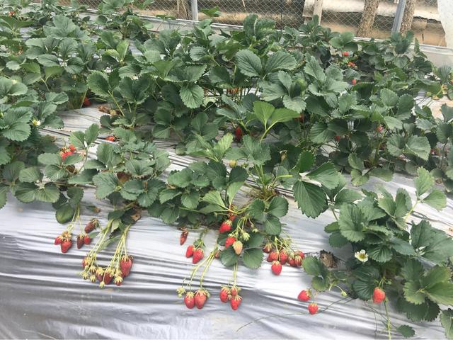 草莓什么季节吃,草莓一般在什么时候采摘？