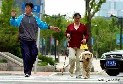 导盲犬是什么狗:为什么导盲犬那么好用，全国的导盲犬却一百多只都不到？