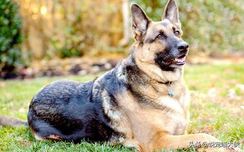 昆明狼犬凶猛吗:法国狼犬凶猛吗 世界上最可怕的四种狼犬是哪四种？有何依据？