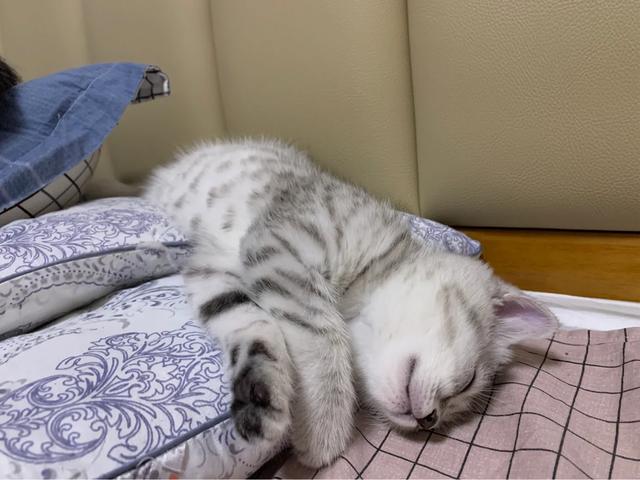四川布偶猫园:布偶猫自制猫饭如何保存？