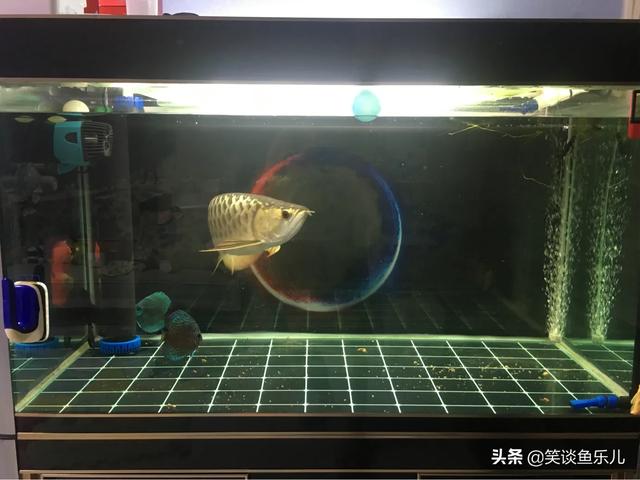 鱼缸里水藻:鱼缸里面为什么总是长藻？该怎么清除？
