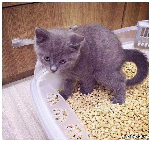土猫:猫只会在有猫砂的地方上厕所吗？