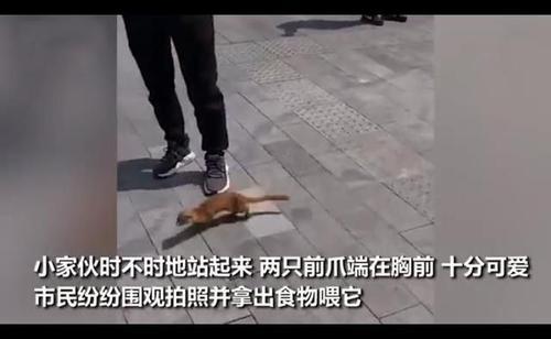 大连雄狮狗咬孩子视频:在小区活活打死金毛犬，这件事会不会让看到的人产生心理阴影？