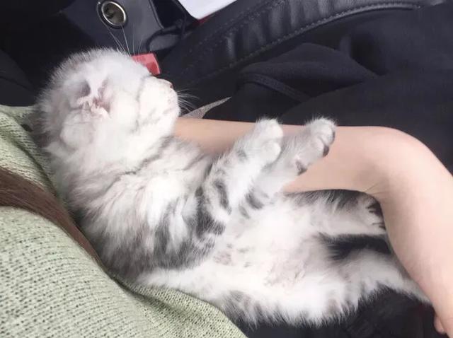 折耳虎斑猫的特点:猫猫耳朵很小，是折耳猫吗？如何辨别呢？