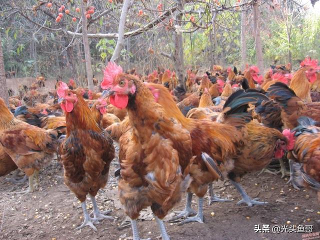 竹鼠图片:竹鼠图片 野生 现在回农村办养殖业合适吗？