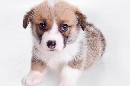 四个月柯基犬图片:要养别人弃养的四岁柯基，要注意什么？ 四个月大的柯基犬