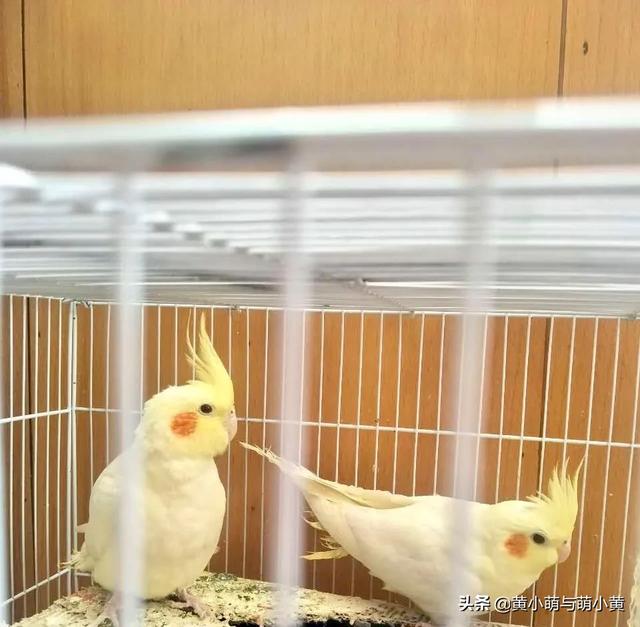 谁最了解鸟类的人:看过的所有鸟类神奇宝贝，你觉得谁最厉害？