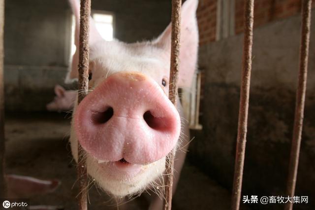土霉素说明书:土霉素片说明书 猪场常年存在的底色病，附红细胞体，细节上如何防治？