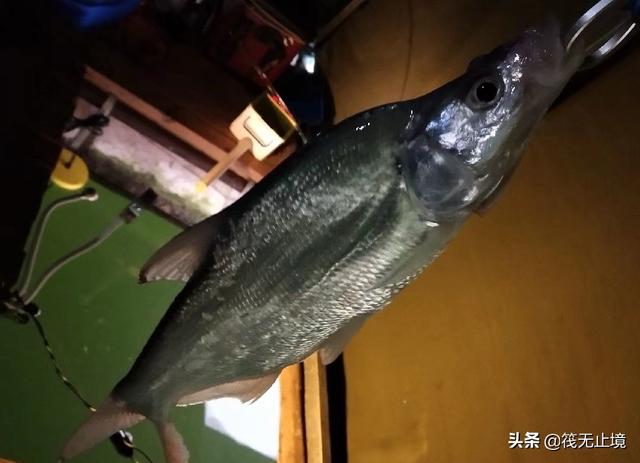 海钓活饵可以用泥鳅:筏钓中，他们挂泥鳅做钓饵，效果真的有那么好吗？