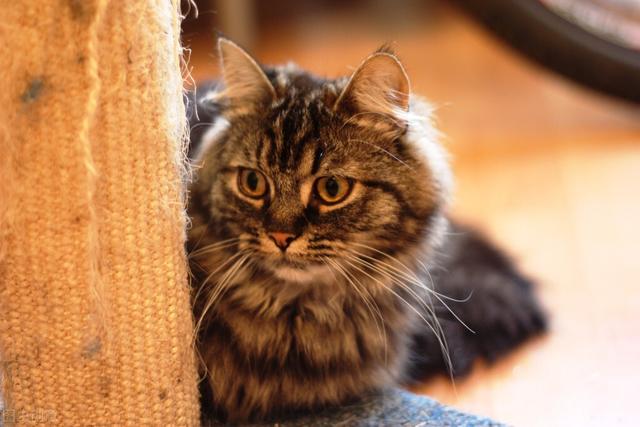 家猫:在家里称王的猫咪，出来就怂的不行是为什么？