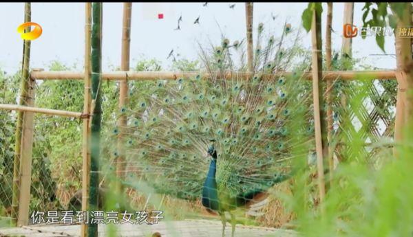 张婧仪和周迅:郭麒麟说“我这辈子不能要个姑娘”，是否有重男轻女之嫌