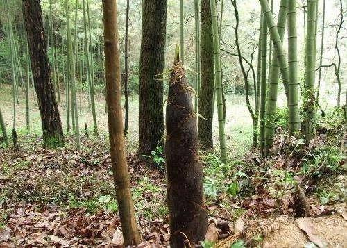 你眼中最能代表春天的美食是什么?