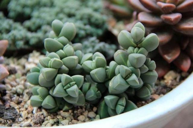 四季海棠茎腐病怎么治:小麦茎基腐病，怎么防治，后期怎么管理？