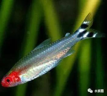 大型热带鱼种类图片:中小型热带鱼，你会愿意养哪些品种？
