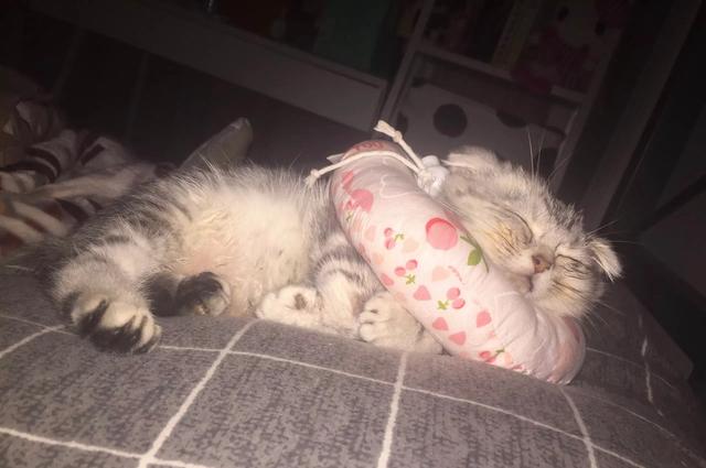 折耳虎斑猫的特点:猫猫耳朵很小，是折耳猫吗？如何辨别呢？