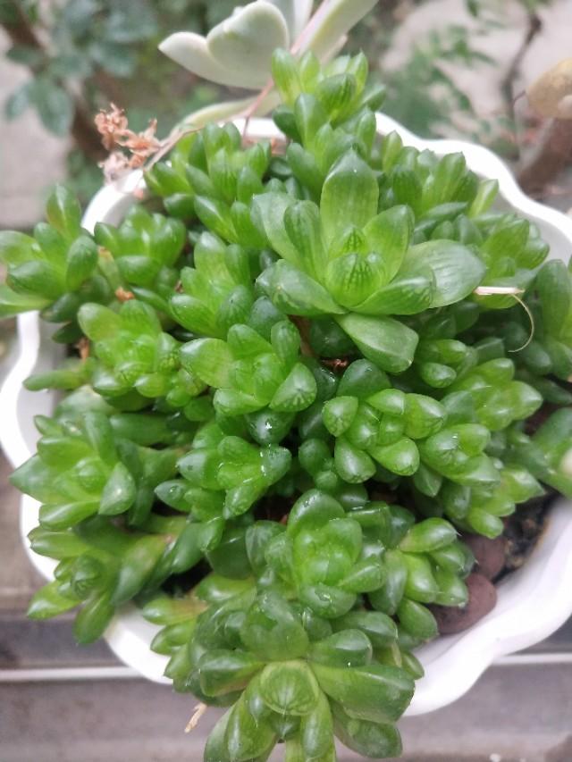 头条问答 夏天多肉多久浇一次水呢 遇见远山的回答 0赞